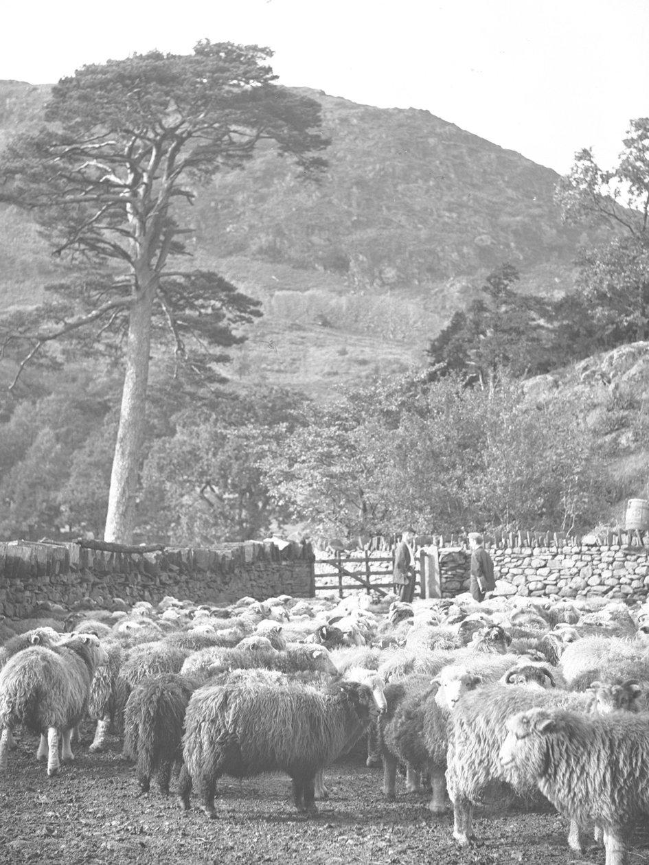 Flock av får i förgrunden av Joseph Hardman