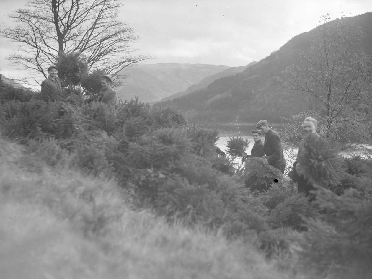Män arbetar bland avverkade julgranar vid Thirlmere av Joseph Hardman