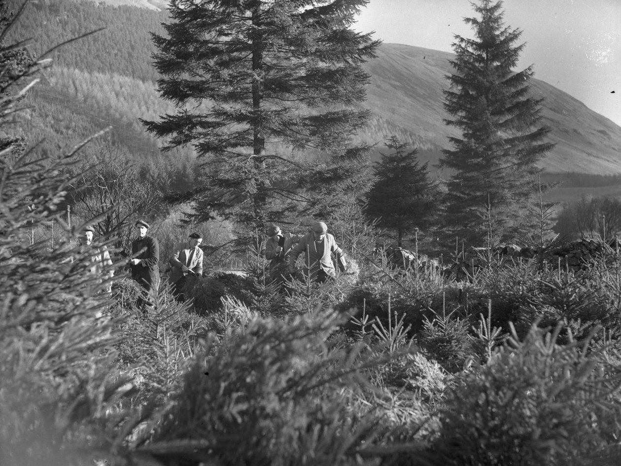 Män arbetar bland avverkade julgranar vid Thirlmere av Joseph Hardman