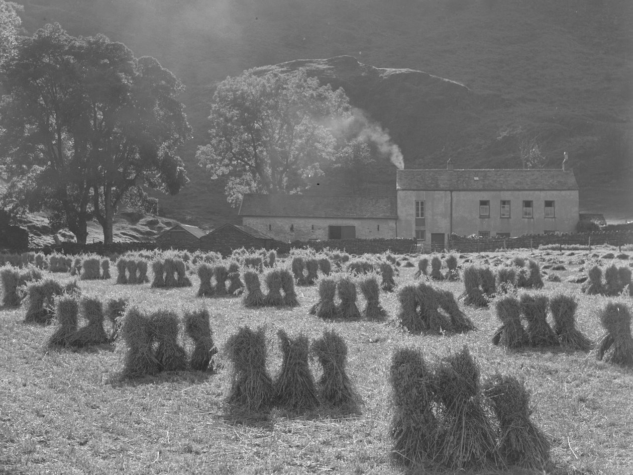 Majsstockar i förgrunden med bondgård i bakgrunden av Joseph Hardman