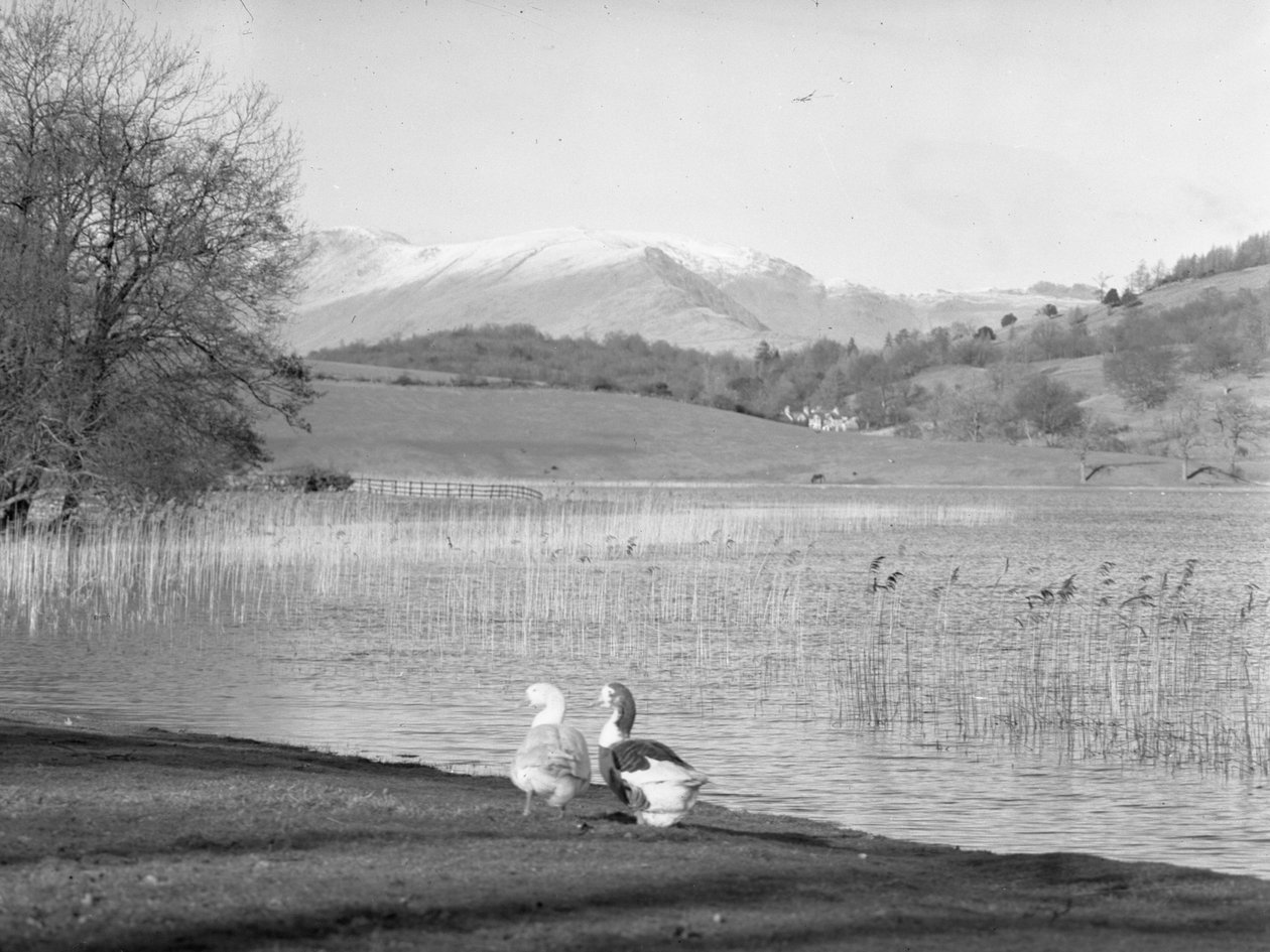 Två gäss vid vattenbrynet vid Esthwaite Water, snötäckta fjäll i bakgrunden av Joseph Hardman