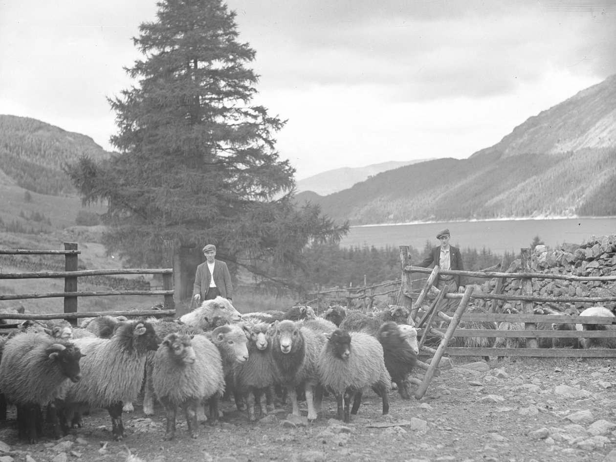 Två herdar med en flock får och Thirlmere bakom av Joseph Hardman