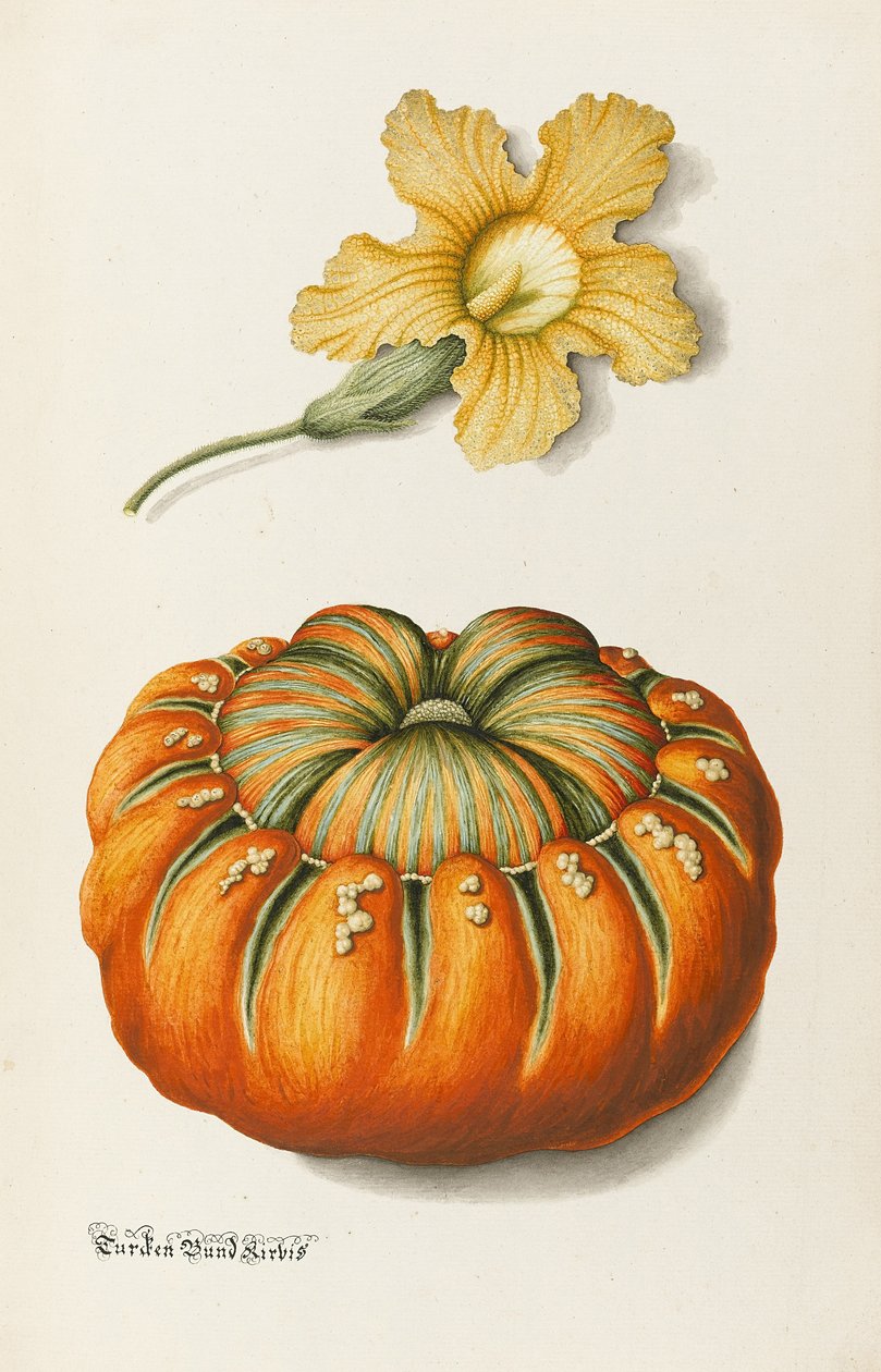 Zucchini och en pumpa (penna och bläck med wc och kroppsfärg på papper) av Joseph Jacob Plenck