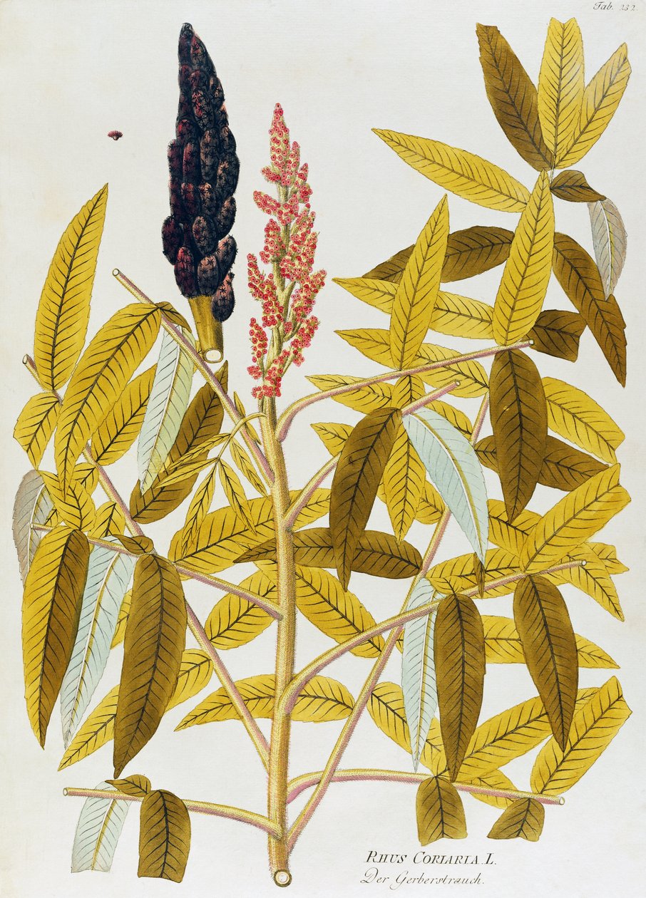 Almbladig sumach eller siciliansk sumak (Rhus coriaria) av Joseph Jacob von Plenck (1735-1807), från Icons of medicinal plants, Wien av Joseph Jacob Plenck