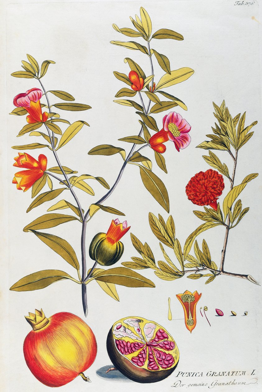 Granatäpple (Punica granatum) av Joseph Jacob von Plenck (1735-1807), från Icons of medicinal plants, Wien av Joseph Jacob Plenck
