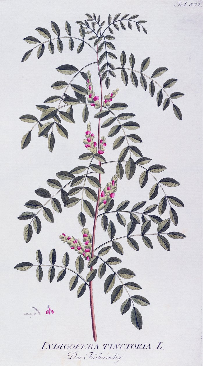 True indigo (Indigofera tinctoria) av Joseph Jacob von Plenck (1735-1807), från Icones plantarum medicinalium, Wien av Joseph Jacob Plenck