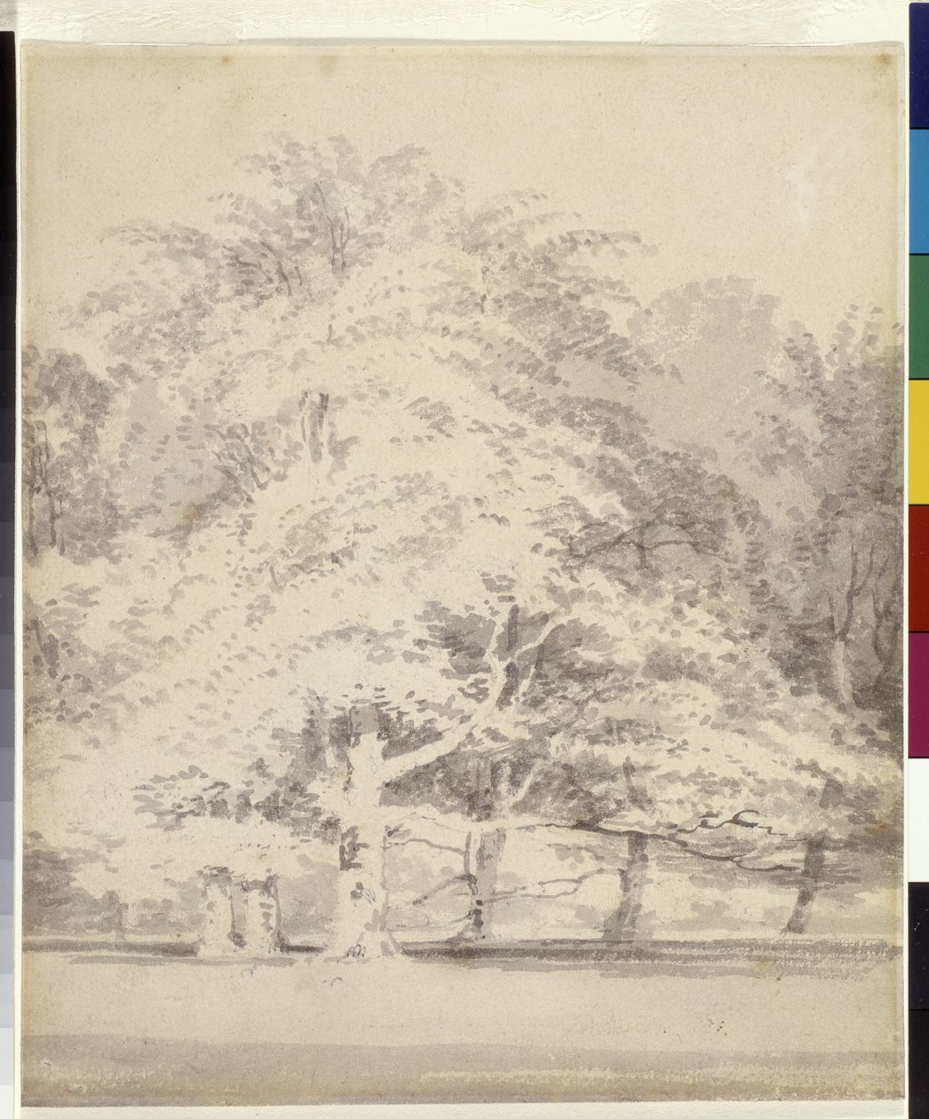 ブナの木（白い紙に鉛筆の上に灰色のインクで洗い流す）スウェーデン語 av Joseph Mallord William Turner