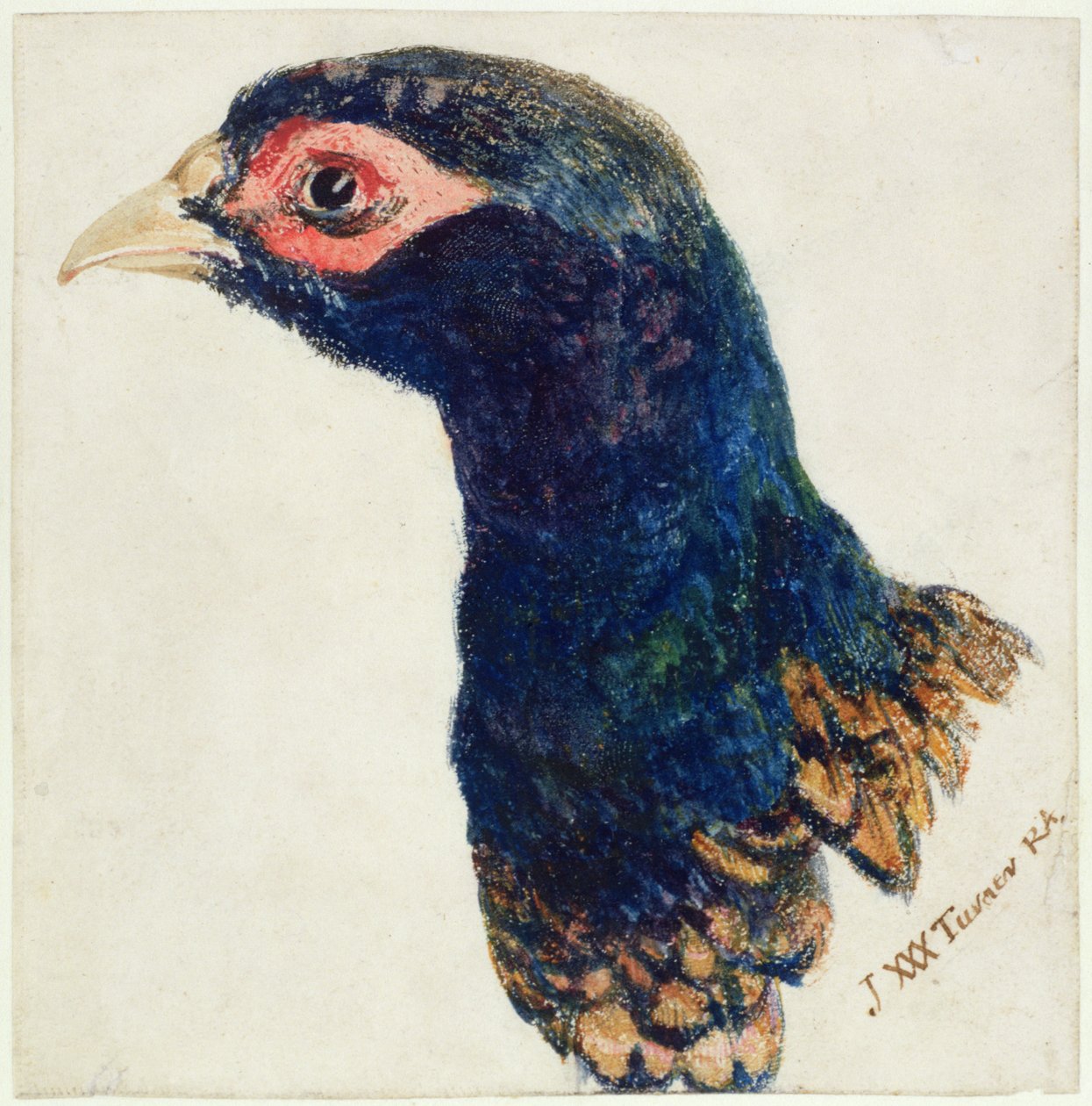 Cock Pheasant, The Farnley Book of Birds, ca 1816 (penna & bläck och akvarell på papper) av Joseph Mallord William Turner