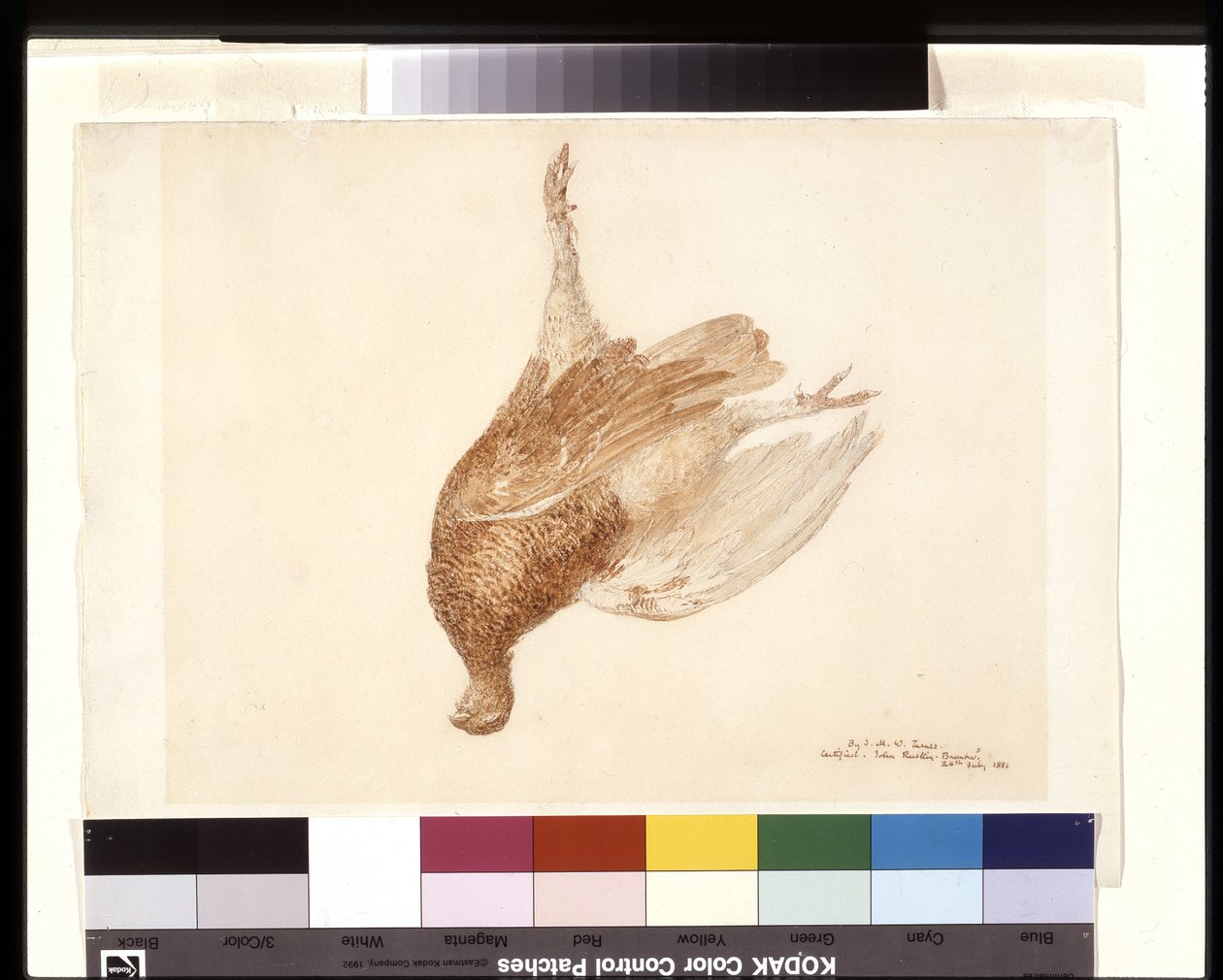 Dead Grouse (akvarell över penna på vitt vävt papper) av Joseph Mallord William Turner