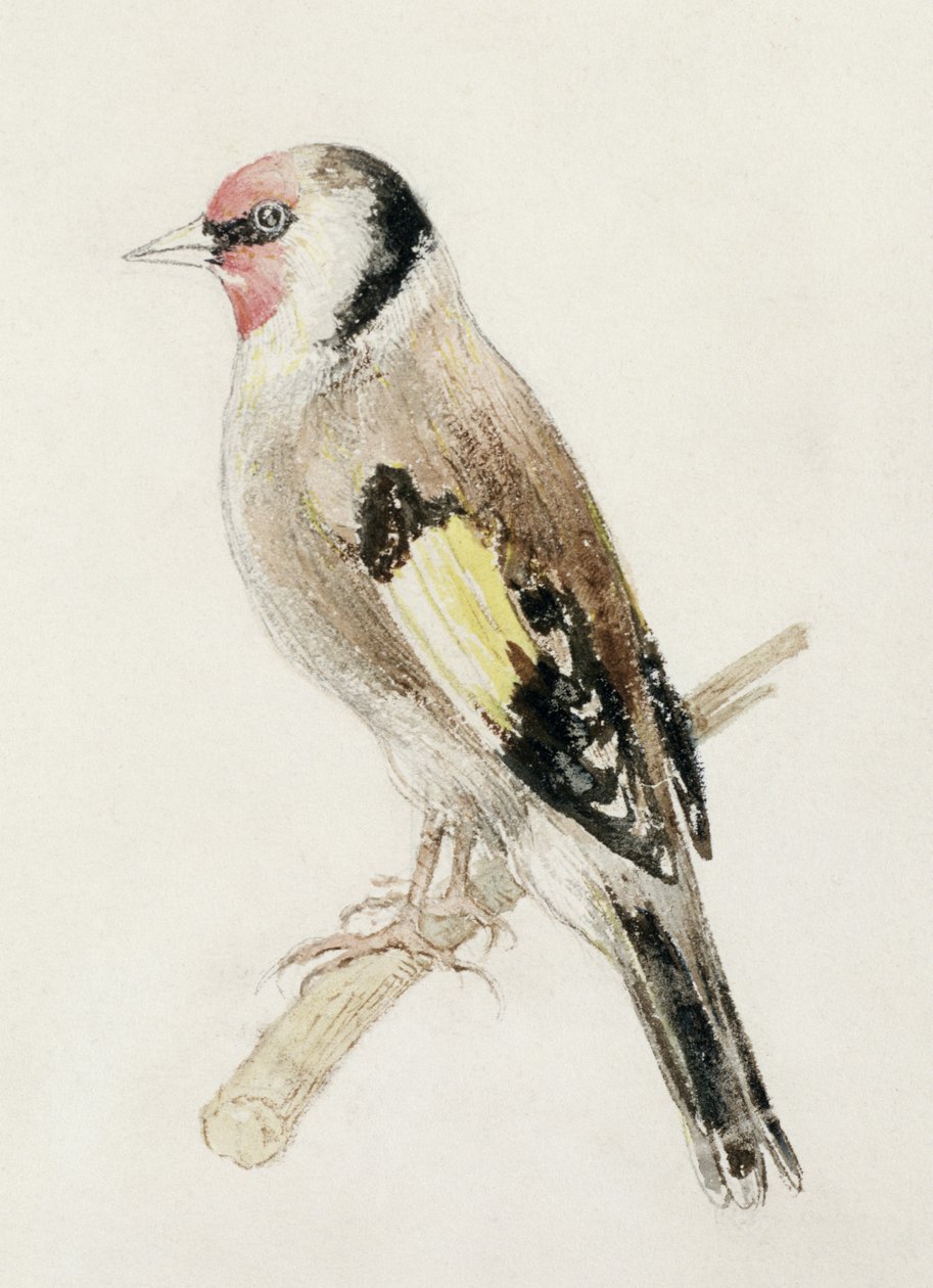 Goldfinch, från The Farnley Book of Birds, c.1816 (penna och akvarell på papper) av Joseph Mallord William Turner