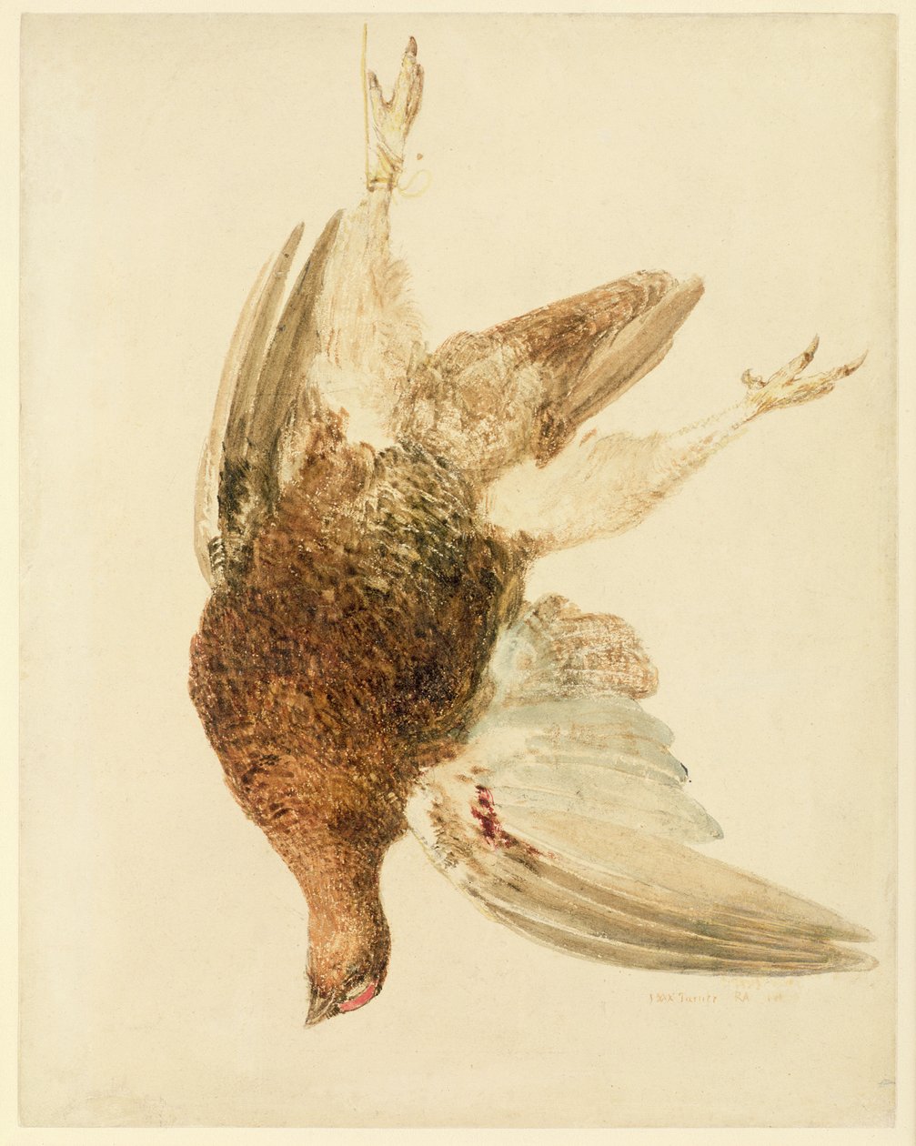 Grouse, från The Farnely Book of Birds, c.1816 (penna och akvarell på papper) av Joseph Mallord William Turner