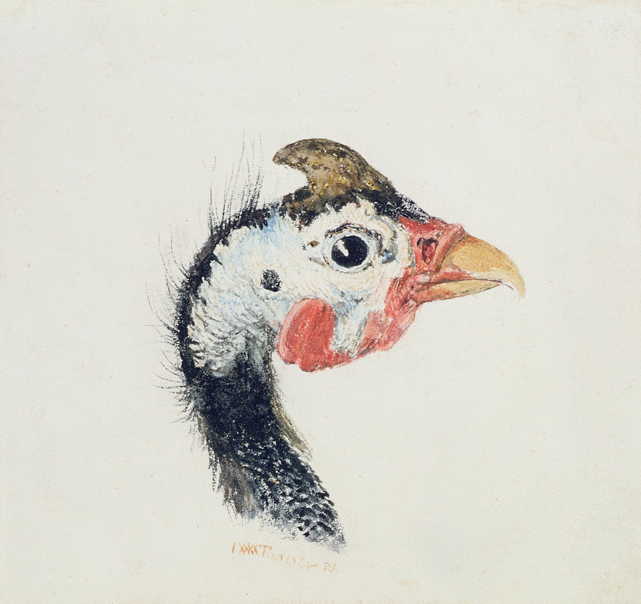 Pärlhöns, från The Farnley Book of Birds, c.1816 av Joseph Mallord William Turner