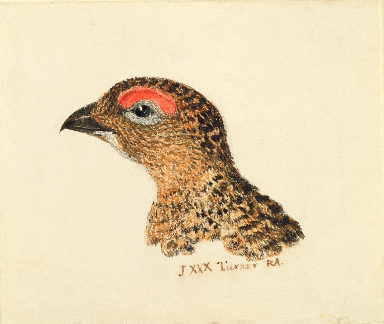 Head of Grouse, från The Farnley Book of Birds, c.1816 (penna och akvarell på papper) av Joseph Mallord William Turner