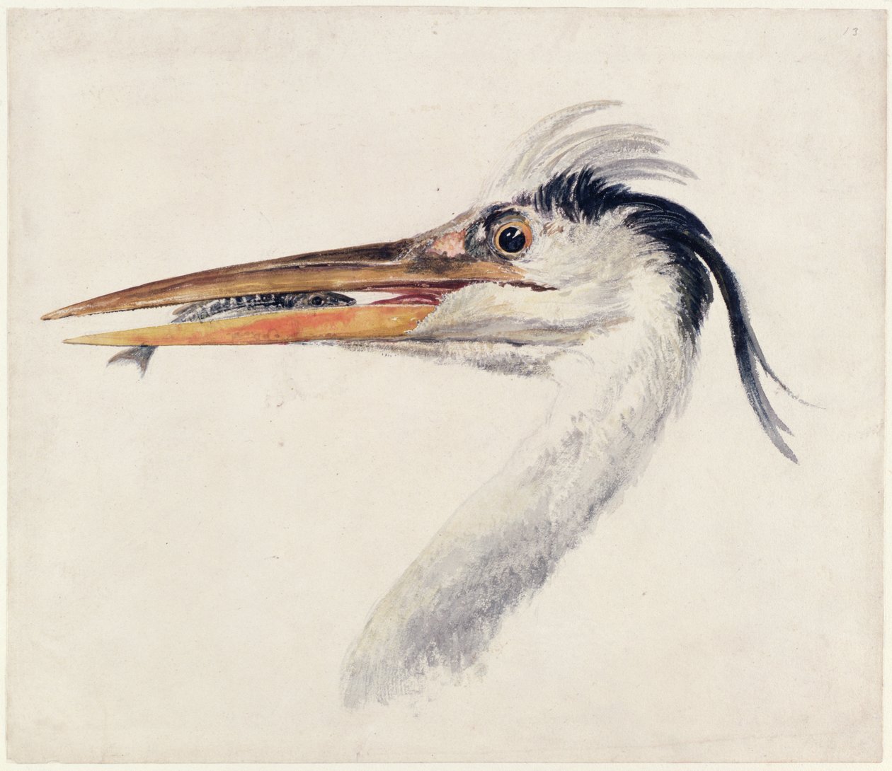 Heron, från The Farnley Book of Birds, ca 1816 (penna & bläck och akvarell på papper) av Joseph Mallord William Turner