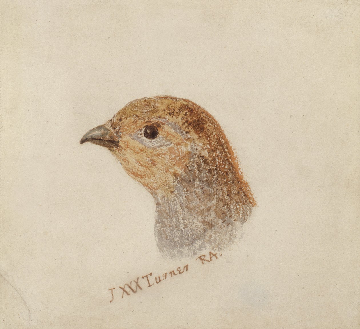Partridge, från The Farnley Book of Birds, c.1816 (penna och akvarell på papper) av Joseph Mallord William Turner