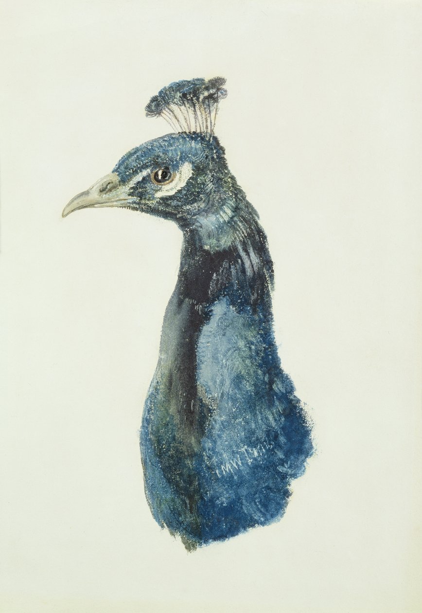 Peacock, från The Farnley Book of Birds, ca 1816 (penna och akvarell på papper) av Joseph Mallord William Turner