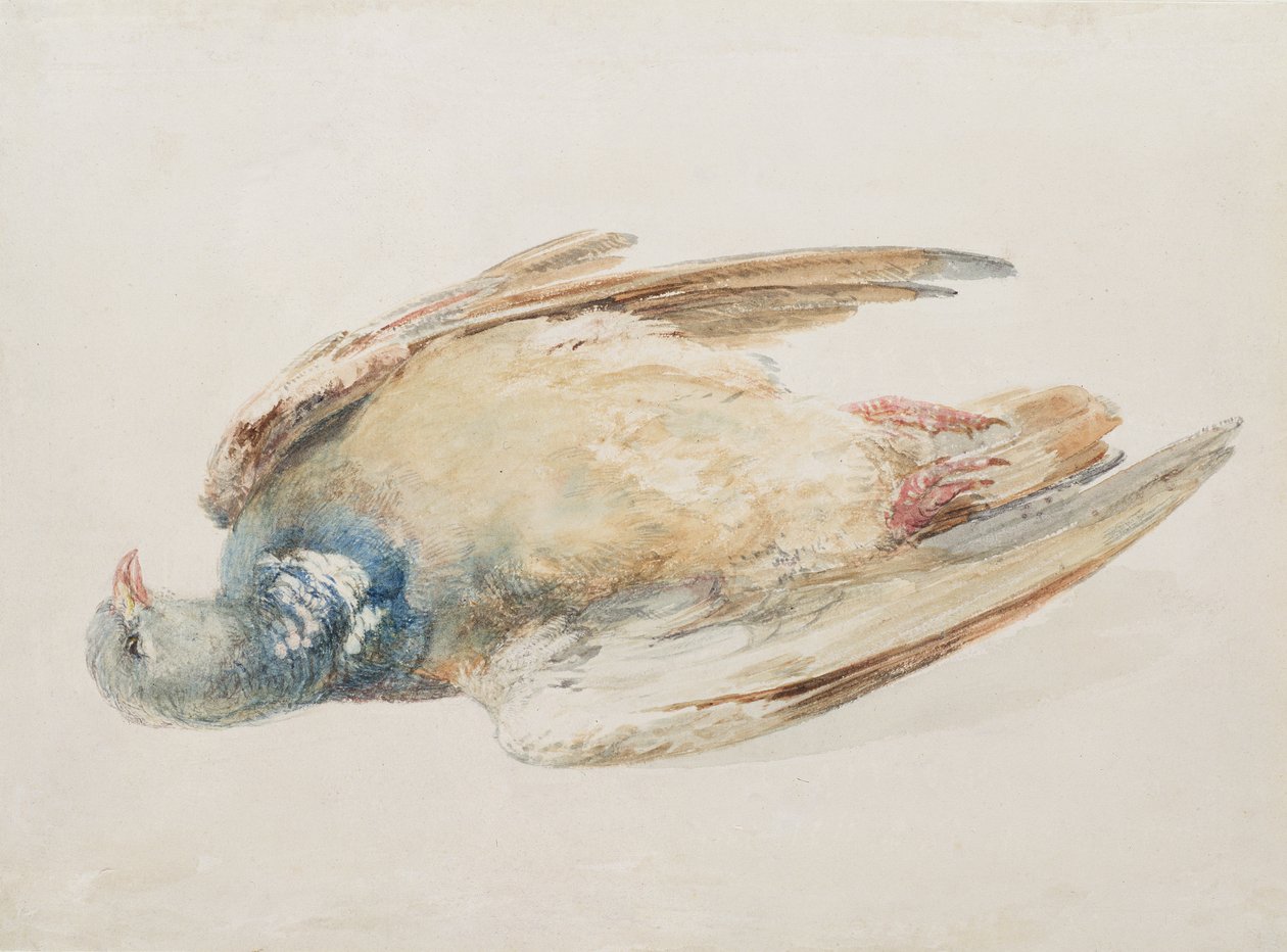 Pigeon, från The Farnley Book of Birds, c.1816 (penna och akvarell på papper) av Joseph Mallord William Turner