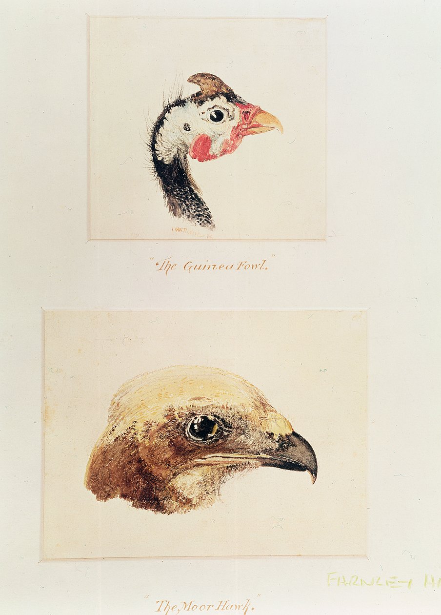 Perlehöns och hökar av Joseph Mallord William Turner