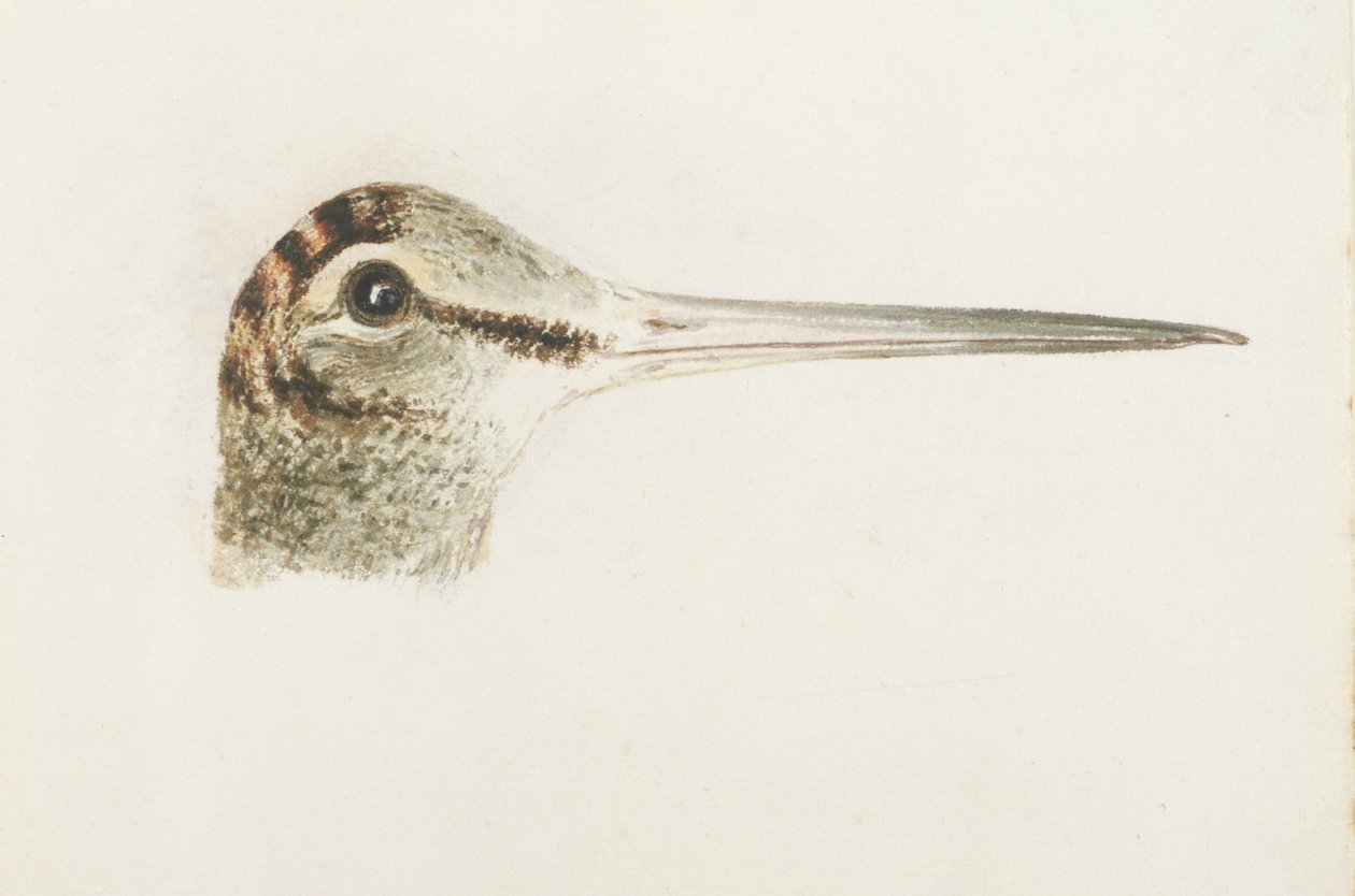 Woodcock, från The Farnley Book of Birds, c.1816 (penna och akvarell på papper) av Joseph Mallord William Turner