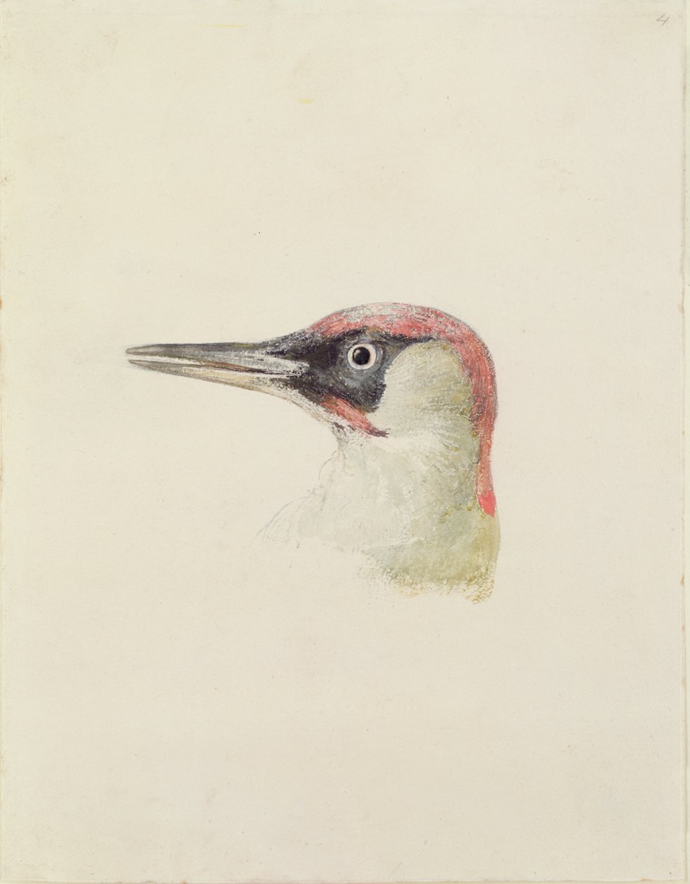 Hackspett, från The Farnley Book of Birds, c.1816 (penna och akvarell på papper) av Joseph Mallord William Turner