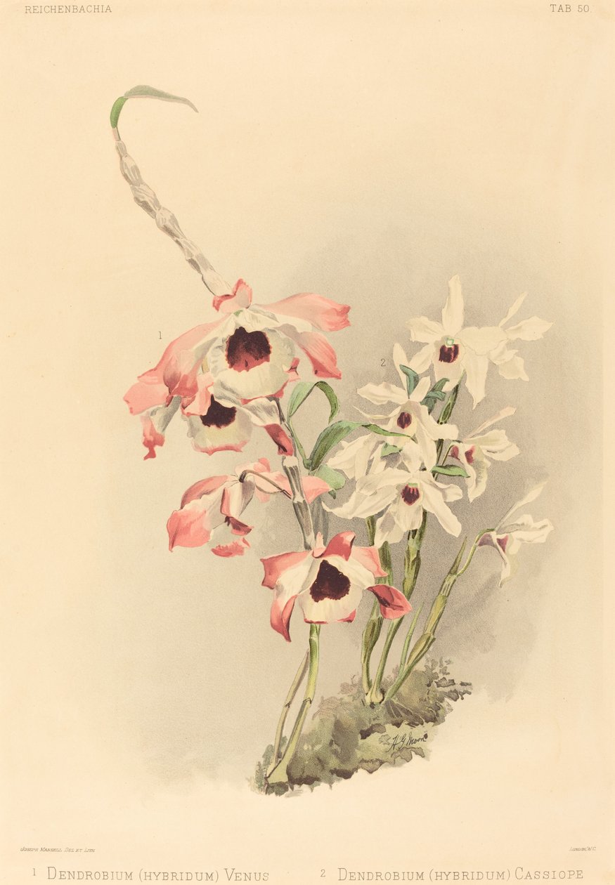 Dendrobium Hybridium Venus och Dendrobium Hybridium Cassiope. av Joseph Mansell