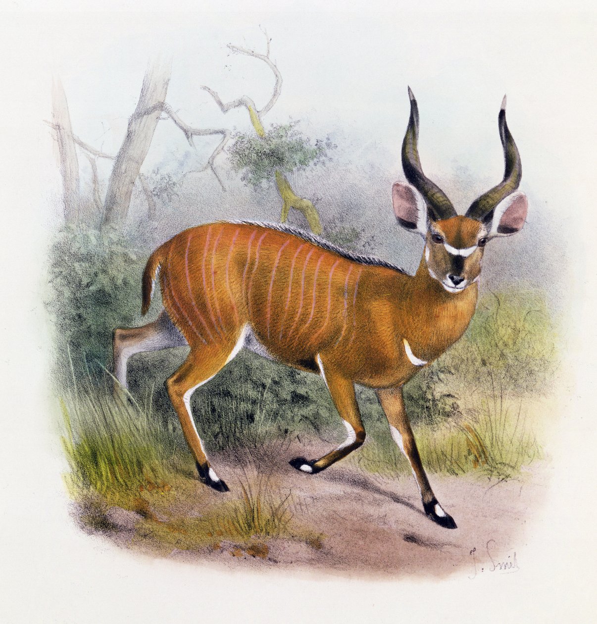 The Broad Horned Antilope, från "Antelopernas bok", av Joseph Smit