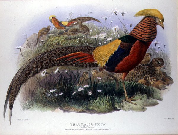 Thaumalea picta (Guldfasan) graverad av M. & N. Hanhart av Joseph and Smit J. Wolf
