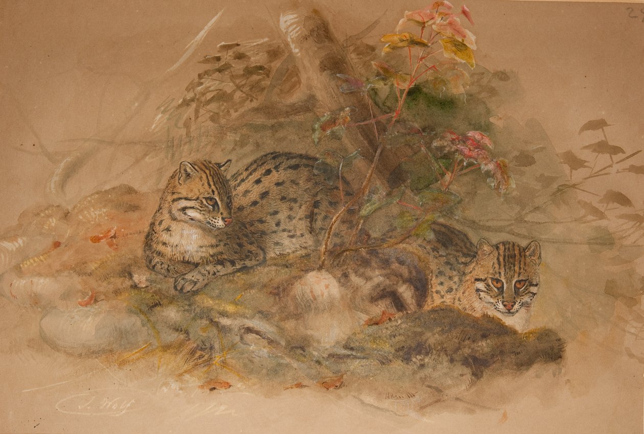 Molnig leopard (Fleis macrocelis) (akvarell på papper) av Joseph Wolf