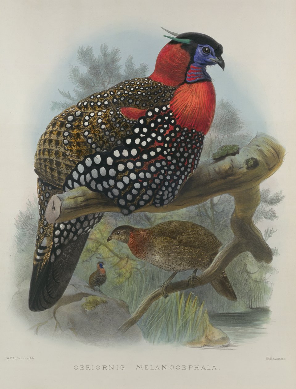 Crimson bellied Tragopan, graverad av M. & N. Hanhart, 1870-72 av Wolf, Joseph (1820-99) & Smit, J. (fl.1870) av Joseph Wolf
