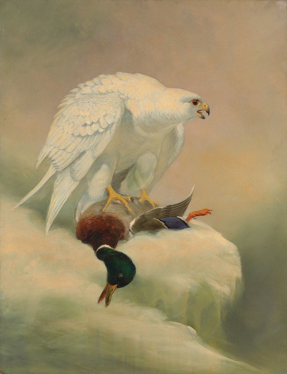 Gyrfalcon och gräsand av Joseph Wolf