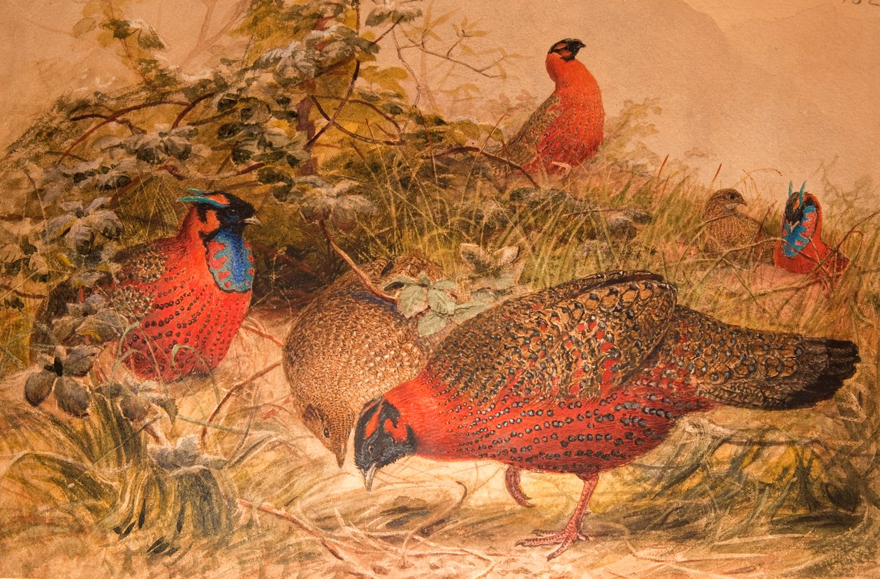 Hornad tragopan (Ceriornis satyra), ca 1851-76 (wc och penna på papper) av Joseph Wolf