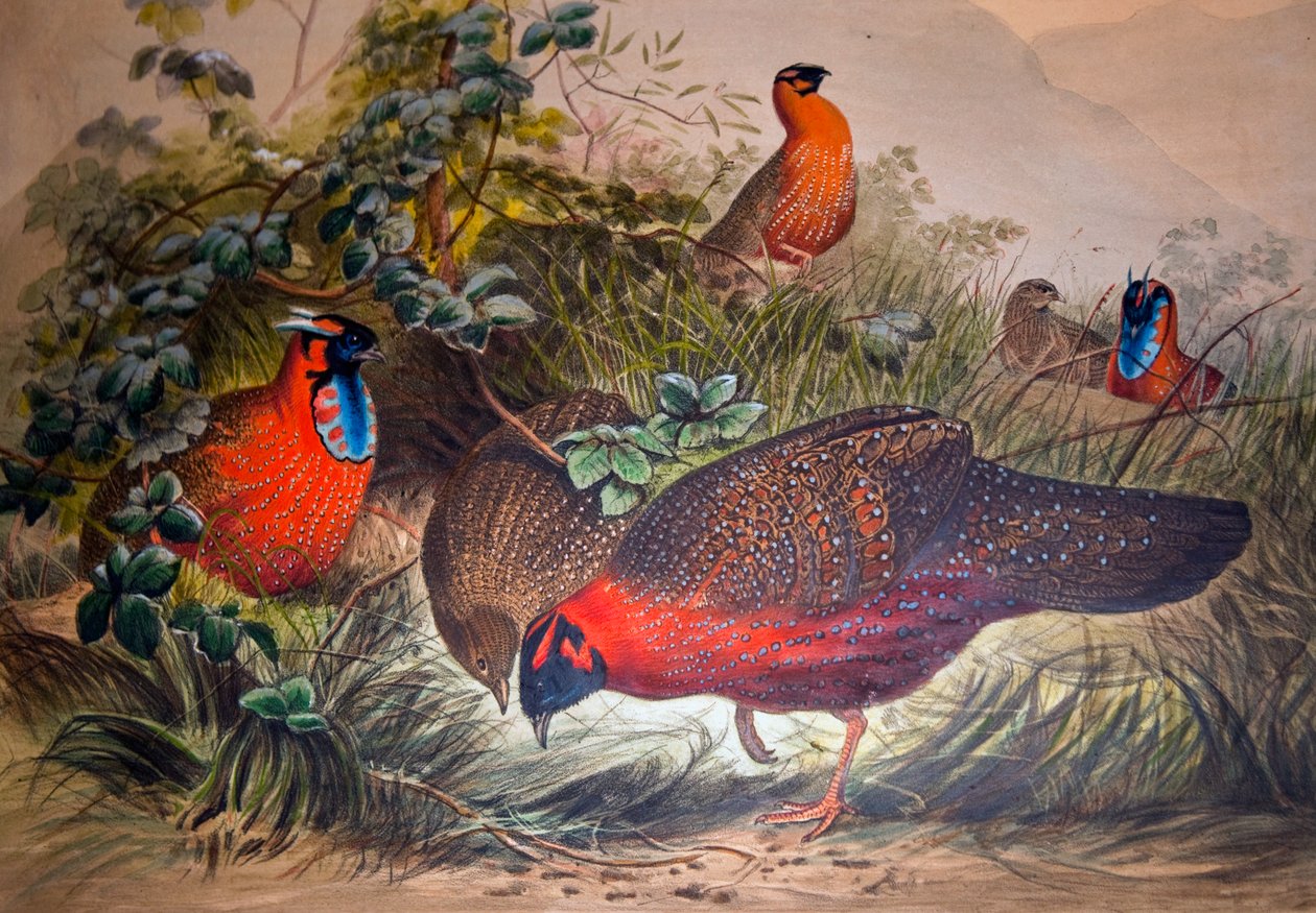 Horned Tragopan, 1861 av Joseph Wolf