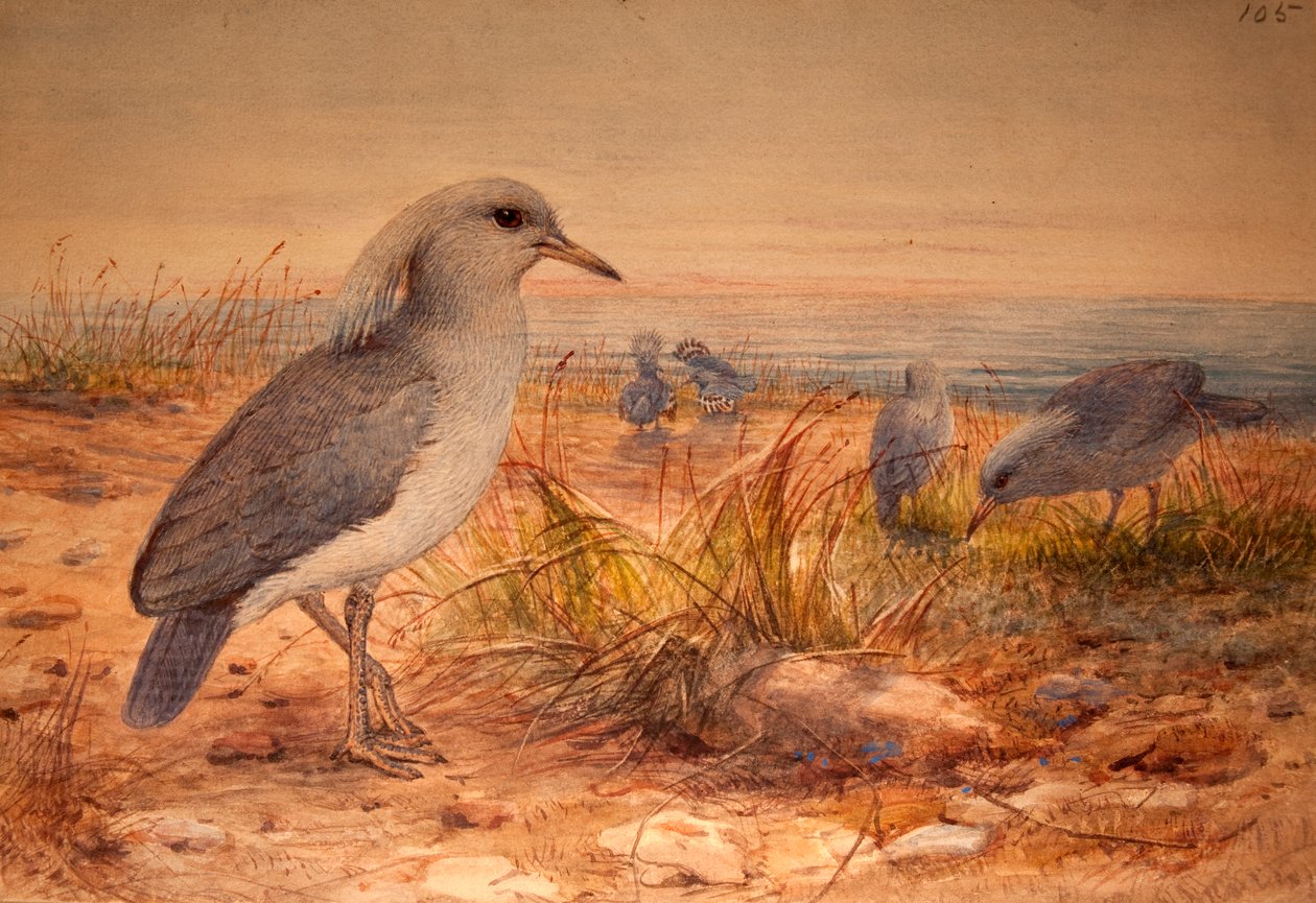 Kagu (Rhinochetus jubatus), c.1851-76 (wc och penna på papper) av Joseph Wolf