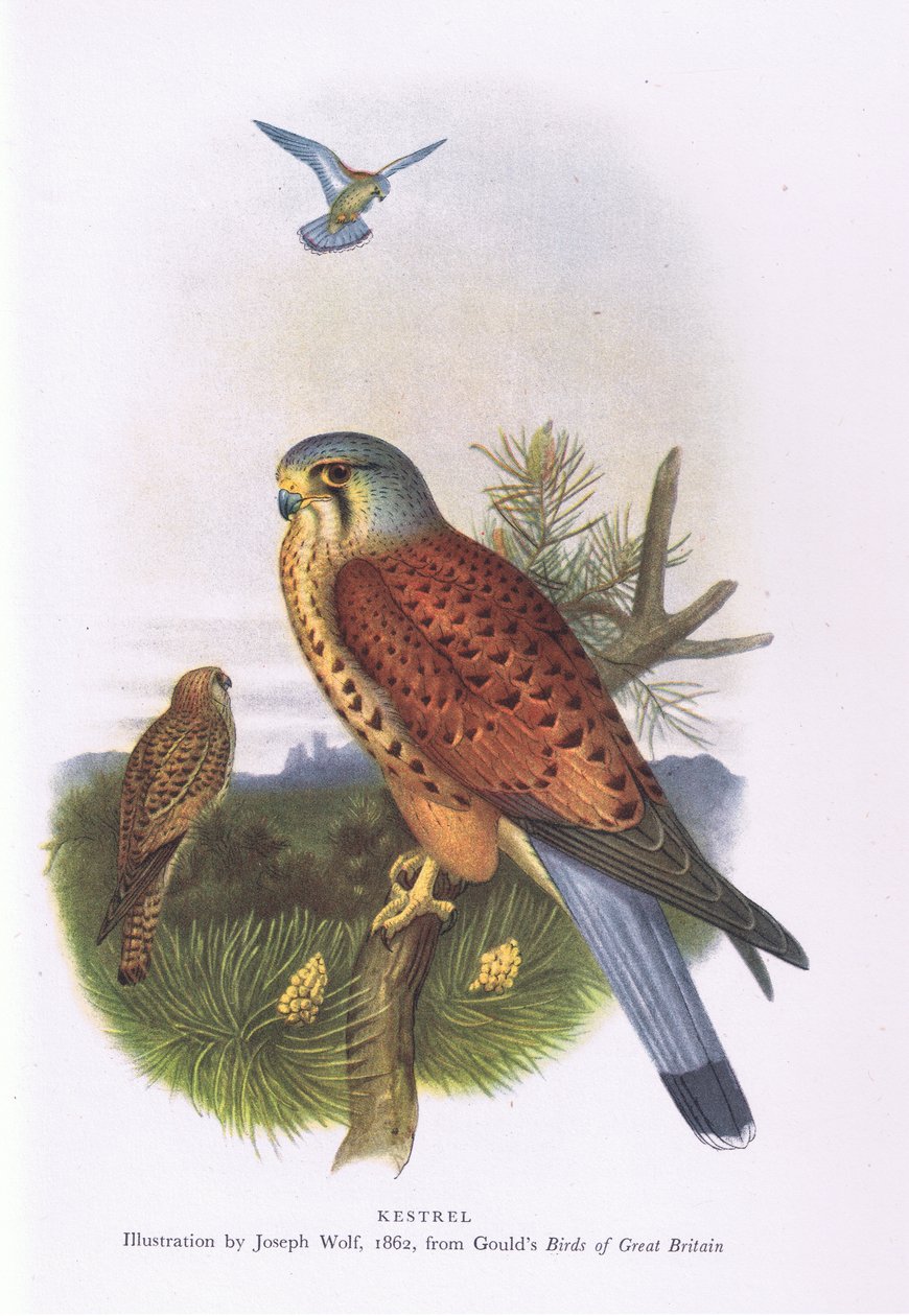 Kestrel, Nature in Britain publicerad av Collins, 1946 av Joseph Wolf