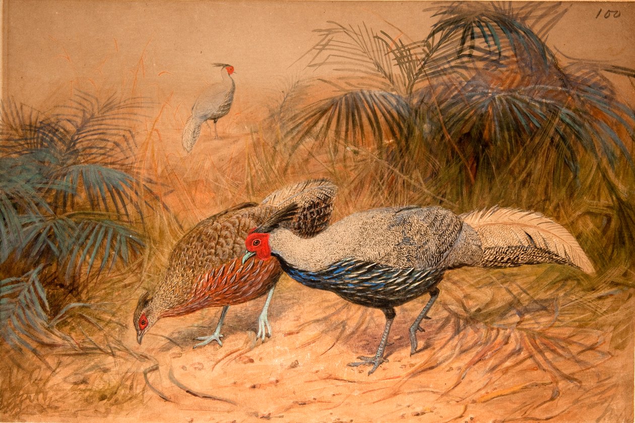 Lineated Kaleege (Euplpcamus lineatus), c.1851-76 (wc och penna på papper) av Joseph Wolf