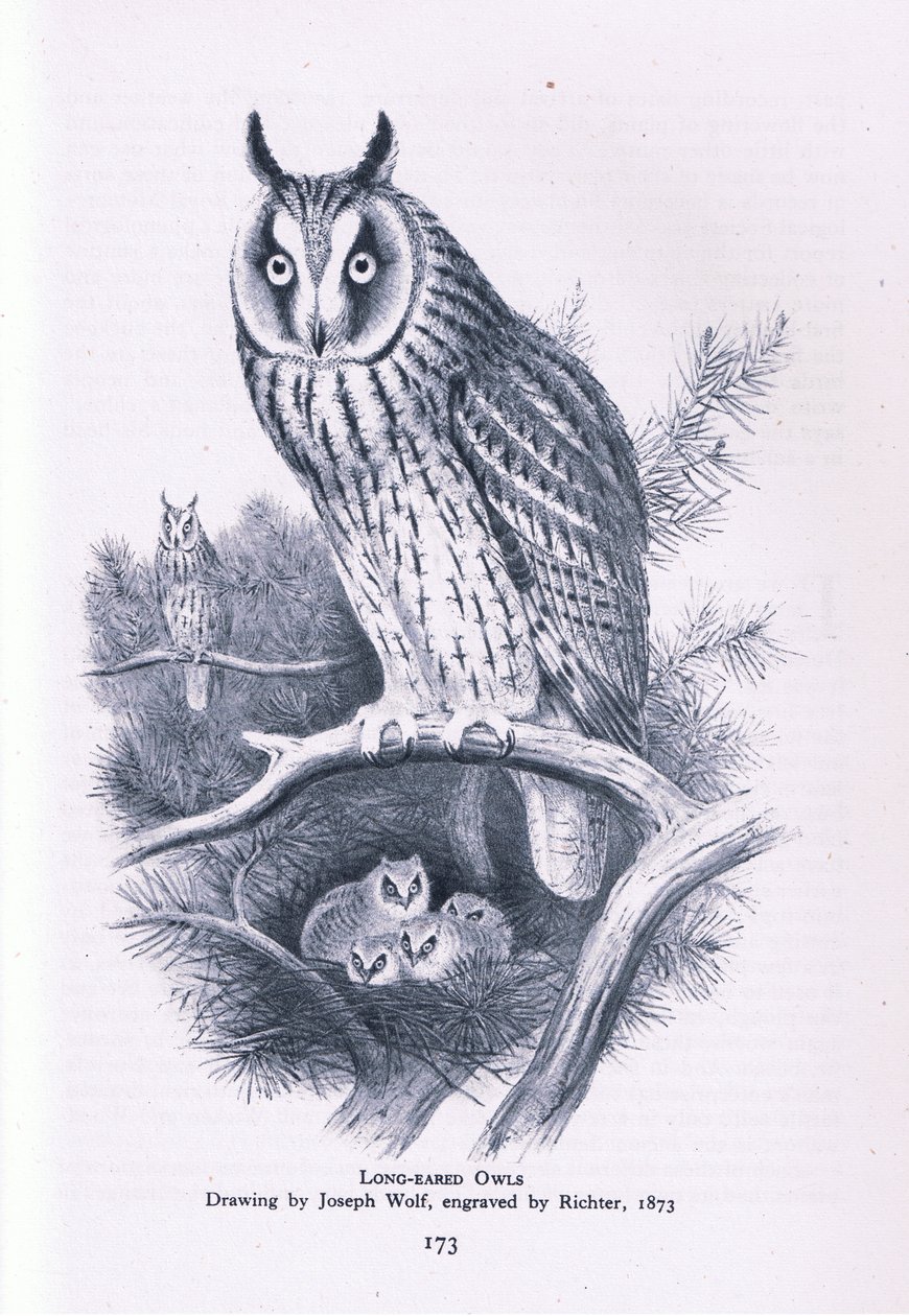 Long Eared Owl, Nature in Britain publicerad av Collins, 1946 av Joseph Wolf