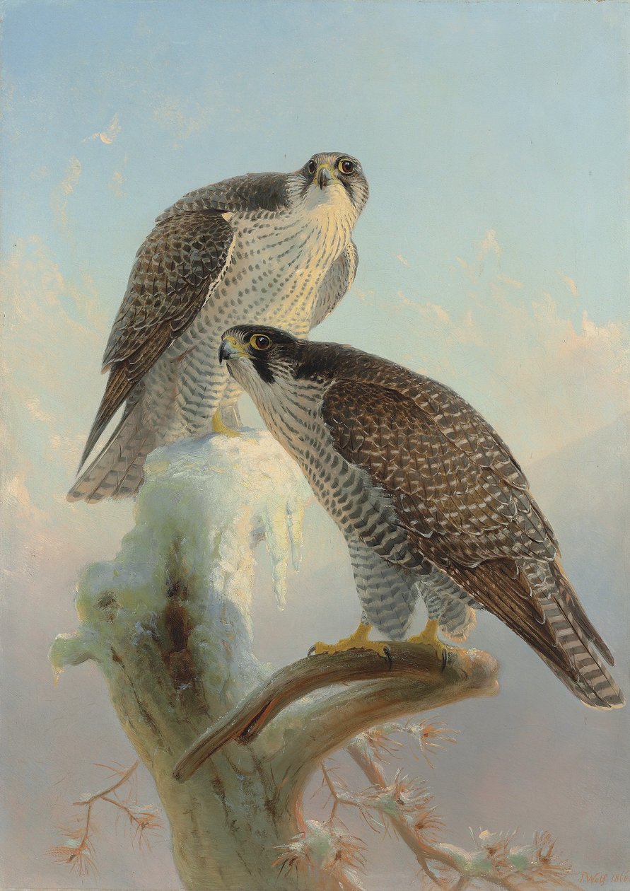Norsk valk, 1866 av Joseph Wolf