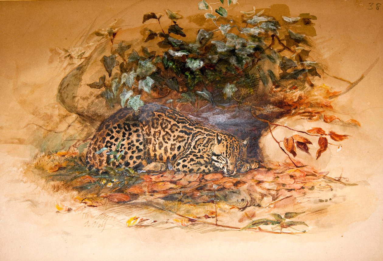 Ozelot av Joseph Wolf