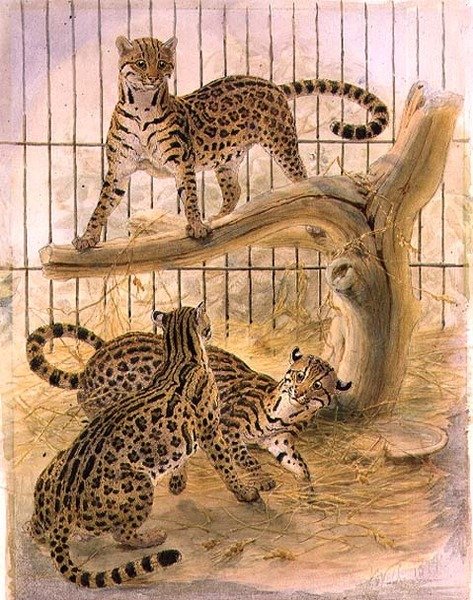 Ocelots i en bur av Joseph Wolf