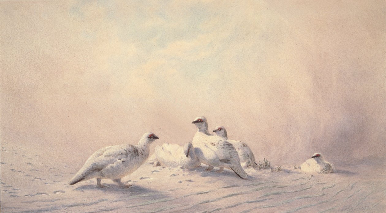 ripa, vinter, 1873 (wc) av Joseph Wolf