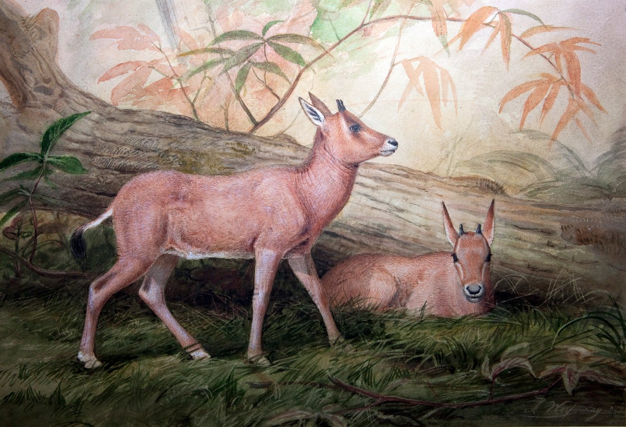 Scimitar Horned Oryx Calves, c.1850 av Joseph Wolf
