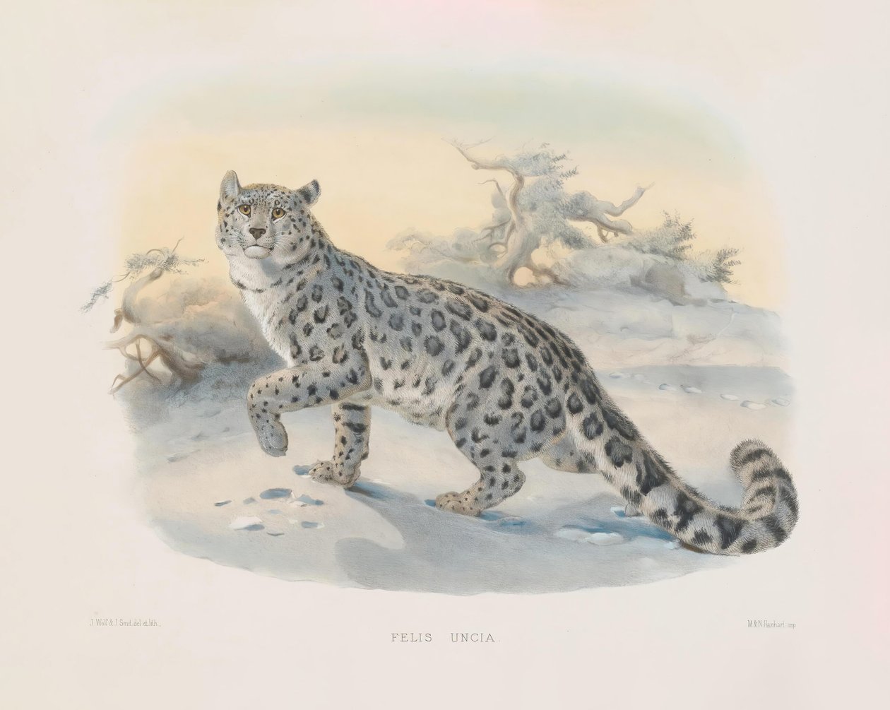  av Joseph Wolf