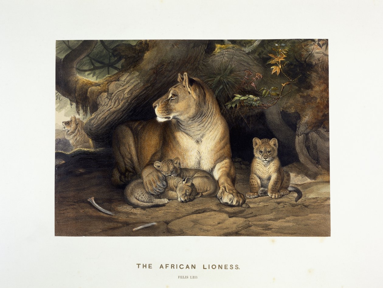 Den afrikanska lejoninnan, ca 1880-1883 av Joseph Wolf