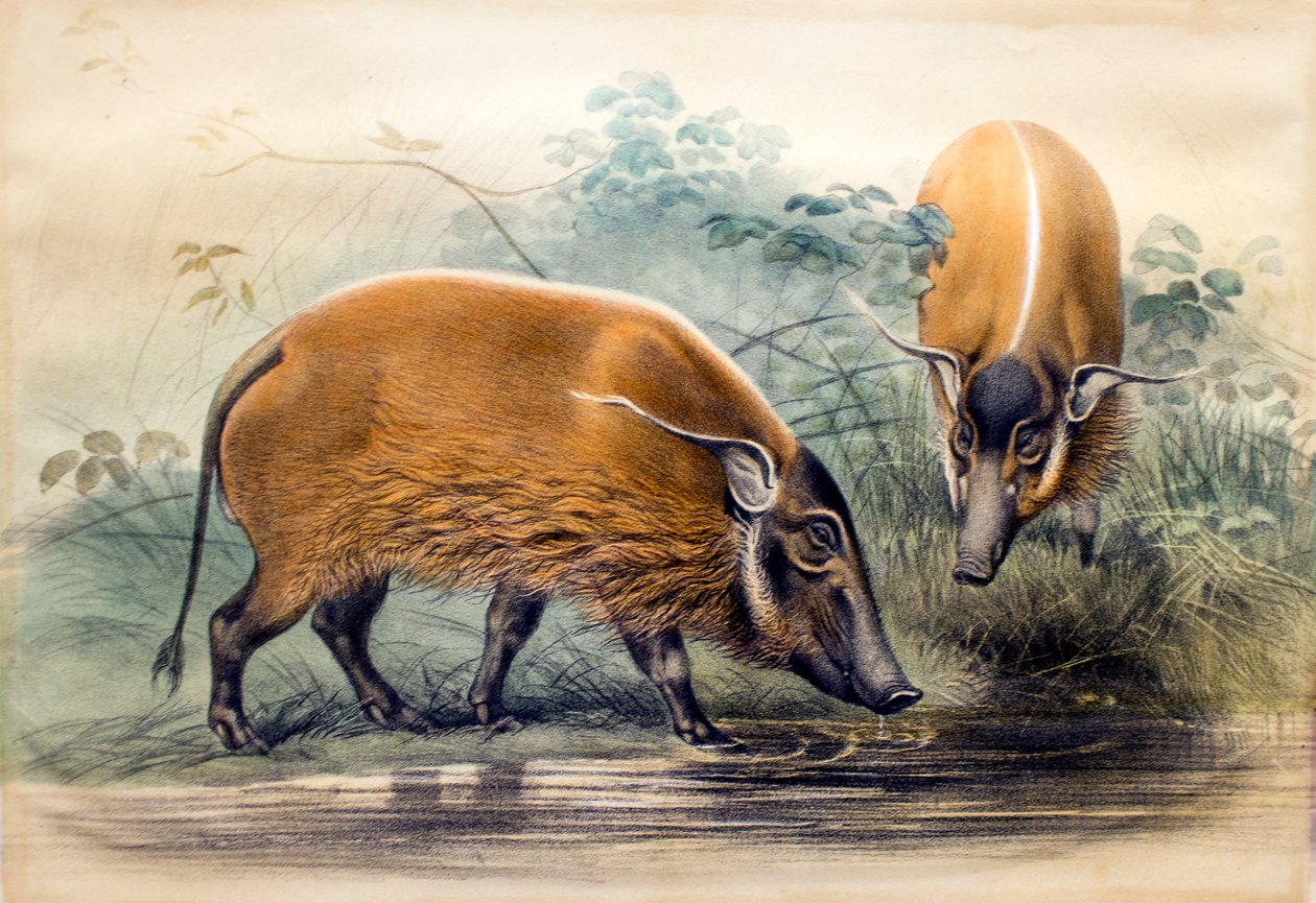 Röda floden Hog, 1865 av Joseph Wolf