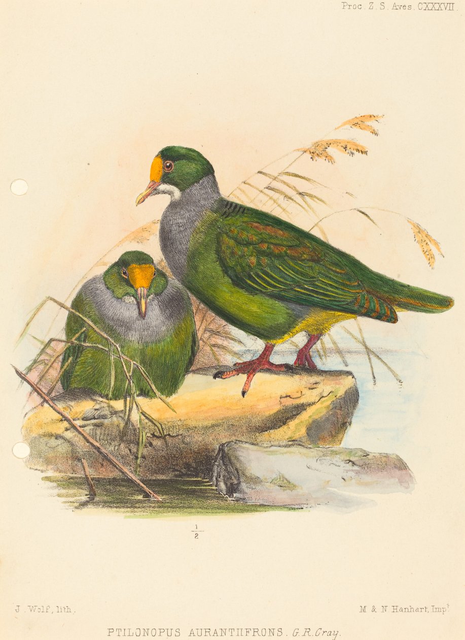 Två fåglar (Ptilonopus Auranthfrons) av Joseph Wolf