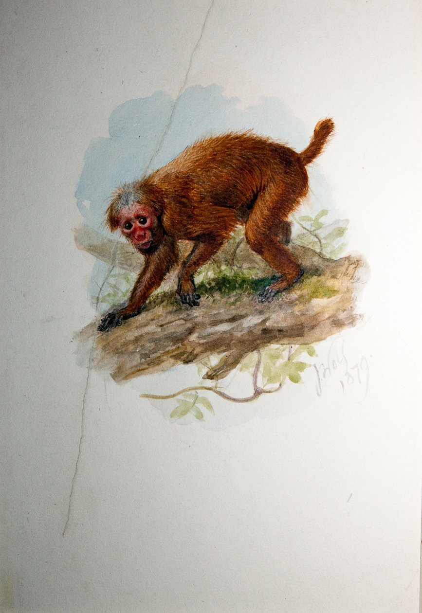 Uacari, ca 1850 av Joseph Wolf