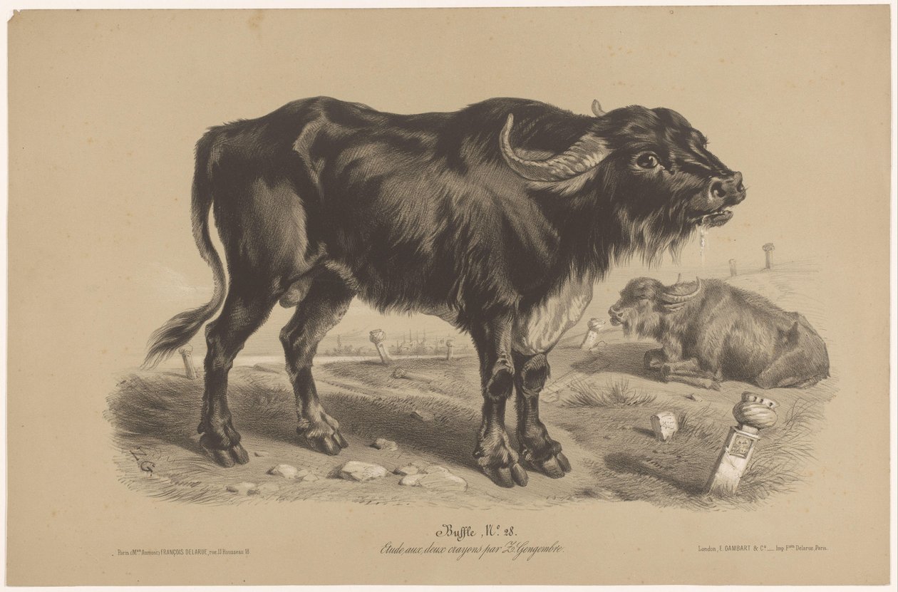 Buffel Buffalo (titel på objekt) Dierenstudies in twee soorten krijt (serietitel) Studera med två pennor av Z. Gengembre (serietitel) av Joseph Zephyris Gengembre
