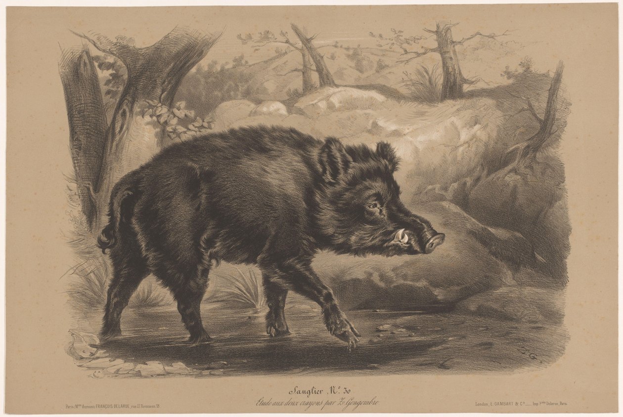 Vildsvin Sanglier (titel på objekt) Djurstudier i två typer av krita (serietitel) Etude aux deux crayons av Z. Gengembre (serietitel) av Joseph Zephyris Gengembre