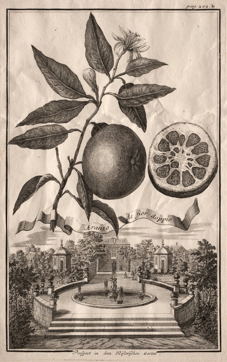 Nurnbergische Hesperides: Double Aranzo de fior, 1714. av Joseph de Montalegre