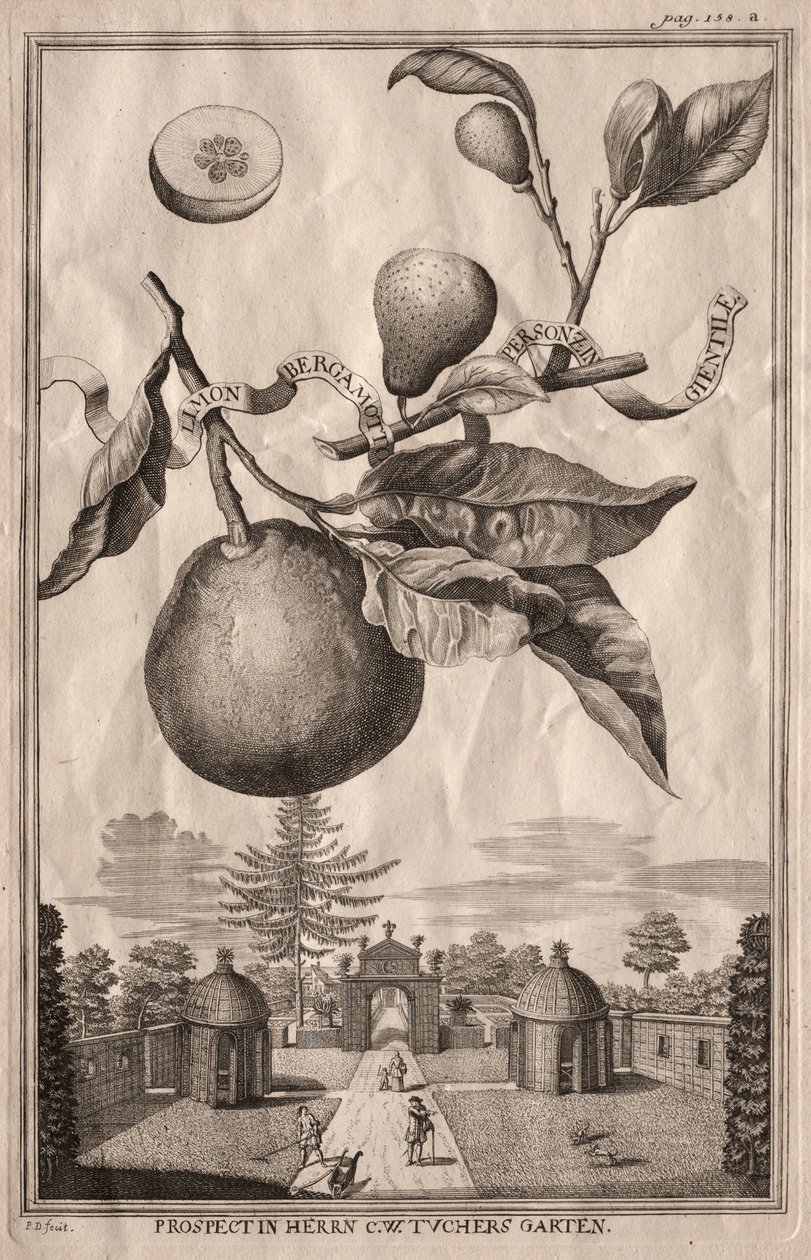 Nurnbergische Hesperides: Limon bergamott personzin gientile av Joseph de Montalegre
